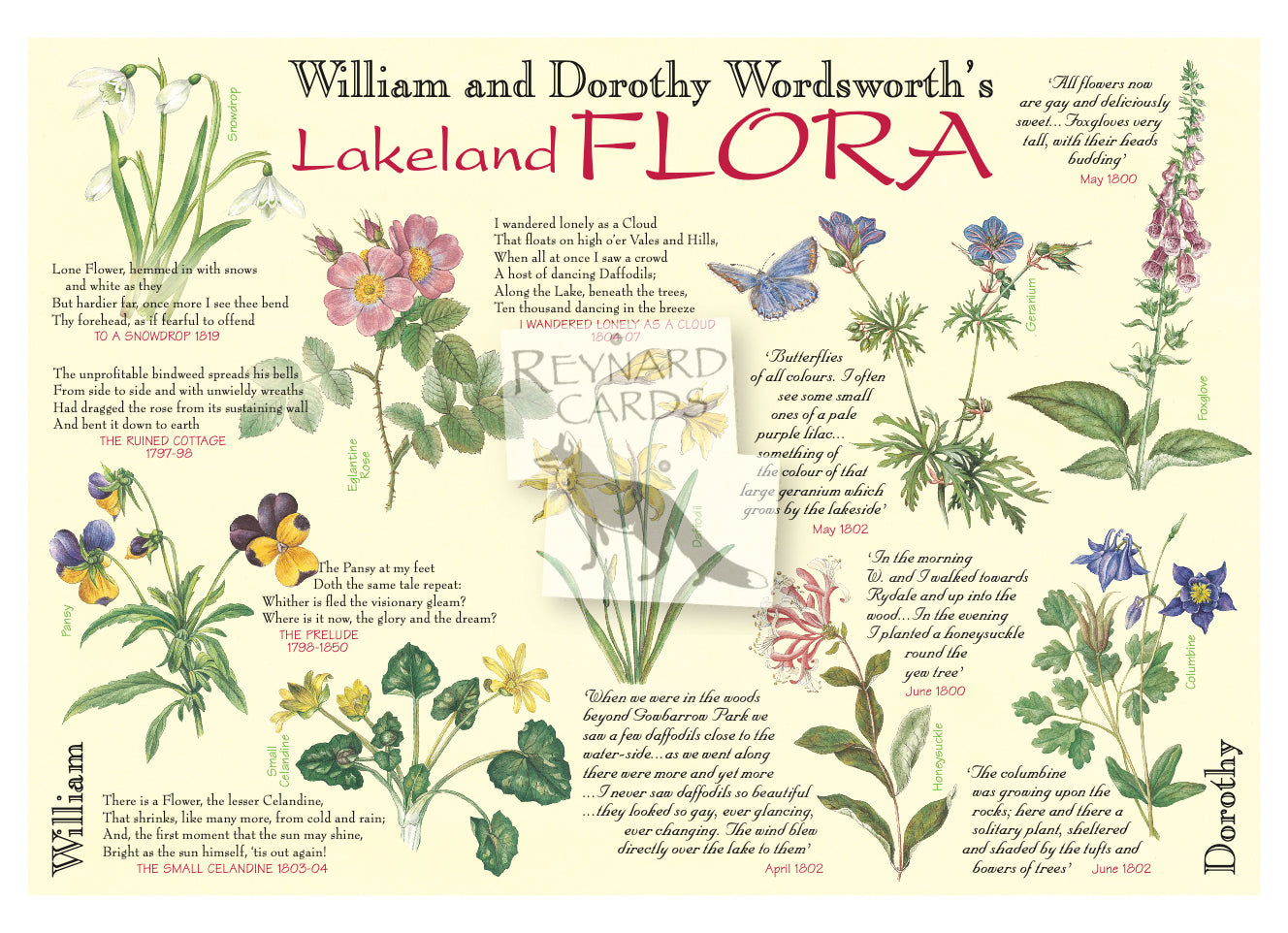 Dorothy & William Wordworth's Lakeland Flora Postcard